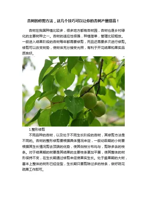 杏树的修剪方法，这几个技巧可以让你的杏树产量提高！
