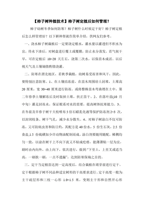 【柿子树种植技术】柿子树定植后如何管理？
