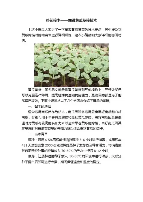 移花接木——细说黄瓜嫁接技术