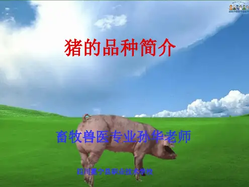 猪的品种简介最新PPT课件