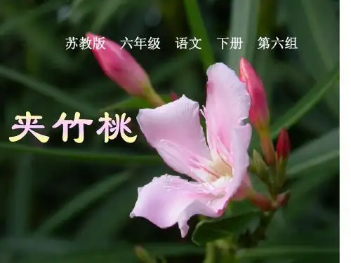 《夹竹桃》PPT课件
