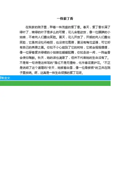 一株紫丁香