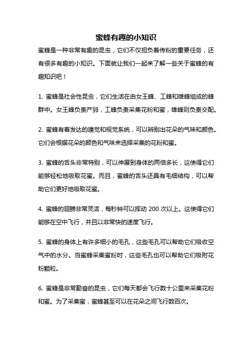 蜜蜂有趣的小知识
