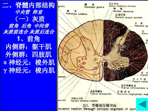 神经解剖脊髓内部结构脑干外形.ppt