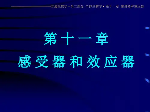 生物化学--感受器和效应器 PPT课件