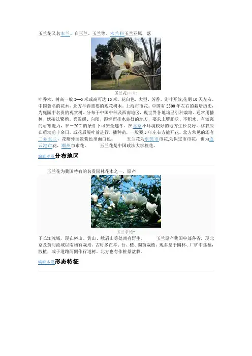 玉兰花
