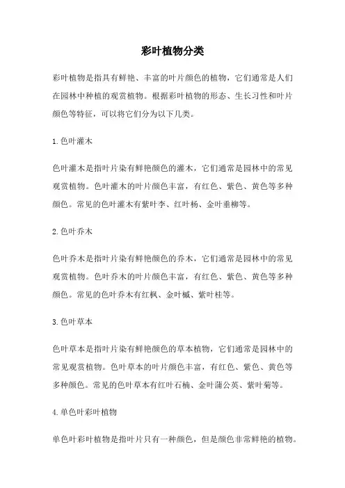 彩叶植物分类