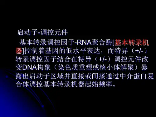 真核生物转录及转录水平的调控