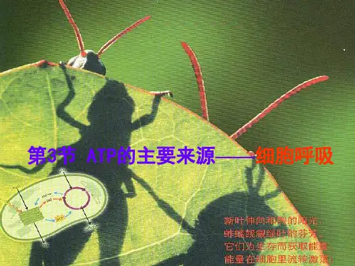 高中生物必修一人教版细胞呼吸ppt课件
