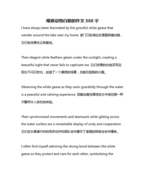 观察动物白鹅的作文300字
