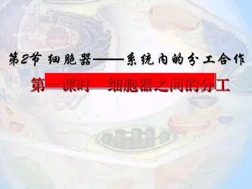 高中生物必修一第三章 第二节细胞质和细胞器