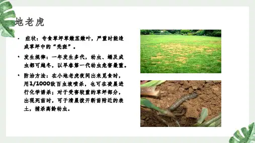 草坪常见病虫害防治PPT精选文档