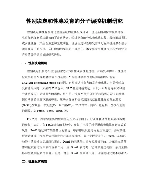性别决定和性腺发育的分子调控机制研究