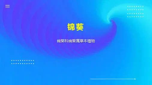 锦葵    
