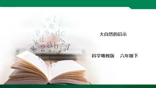 1.7《大自然的启示》ppt（33张PPT）