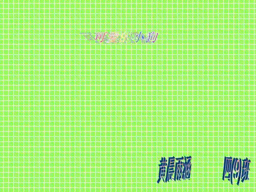 小狗的资料ppt课件
