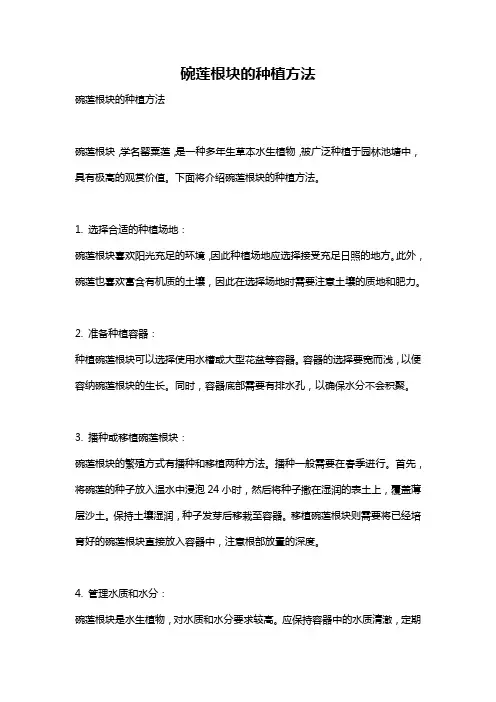 碗莲根块的种植方法