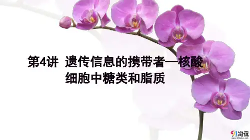 课件5：第4讲 遗传信息的携带者—核酸 细胞中糖类和脂质