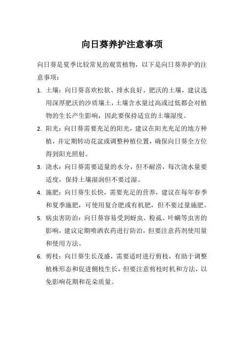 向日葵养护注意事项