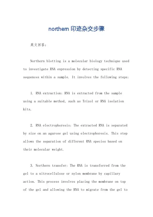 northern印迹杂交步骤