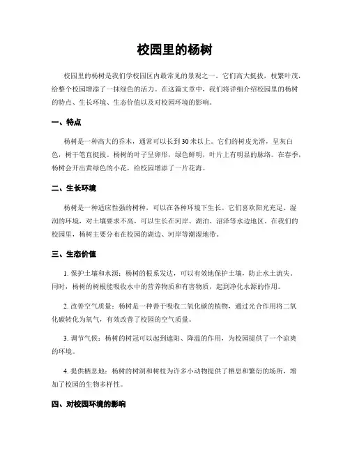 校园里的杨树