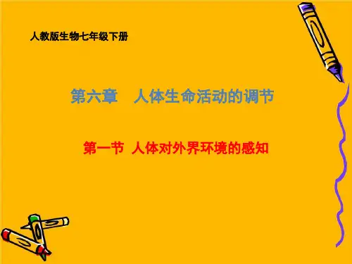 人教版生物七年级下册 第六章 第1节 人体对外界环境的感知 课件