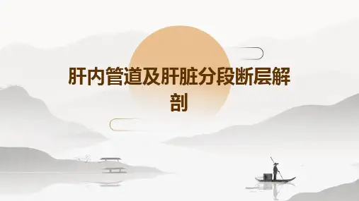 肝内管道及肝脏分段断层解剖