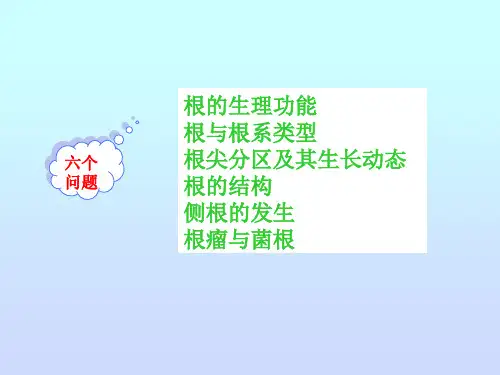 第二章植物的营养器官ppt课件