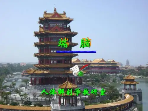 端脑