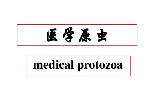 原虫概论阿米巴PPT课件