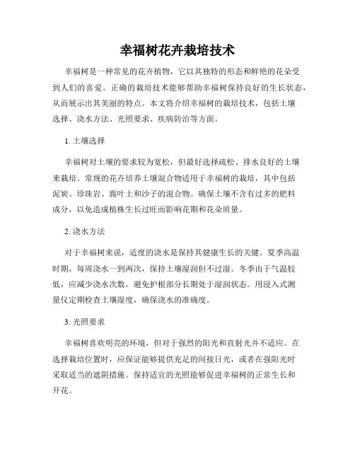 幸福树花卉栽培技术