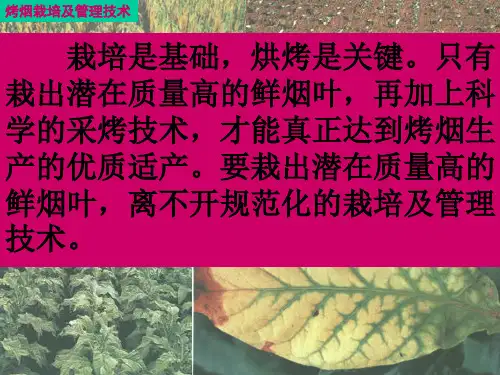 云南烤烟栽培及管理技术