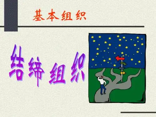 4结缔组织