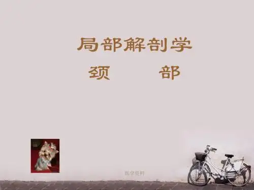 颈部解剖  ppt课件