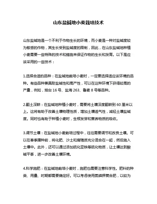 山东盐碱地小麦栽培技术