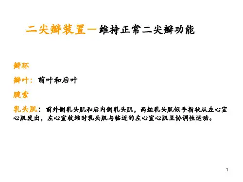 二尖瓣疾病的超声诊断PPT课件