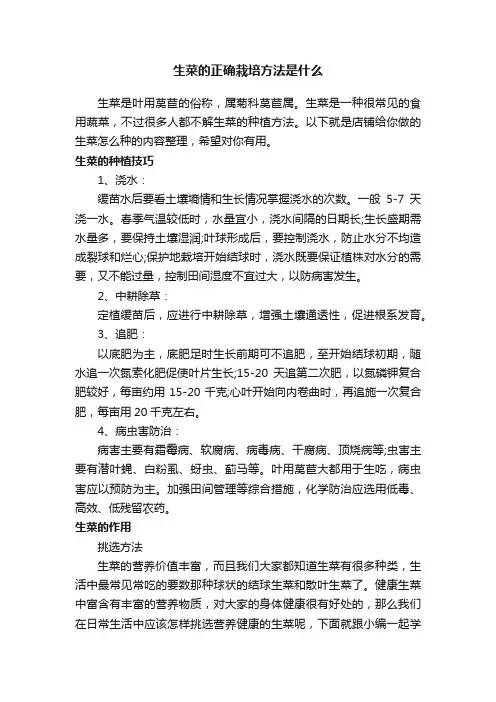 生菜的正确栽培方法是什么