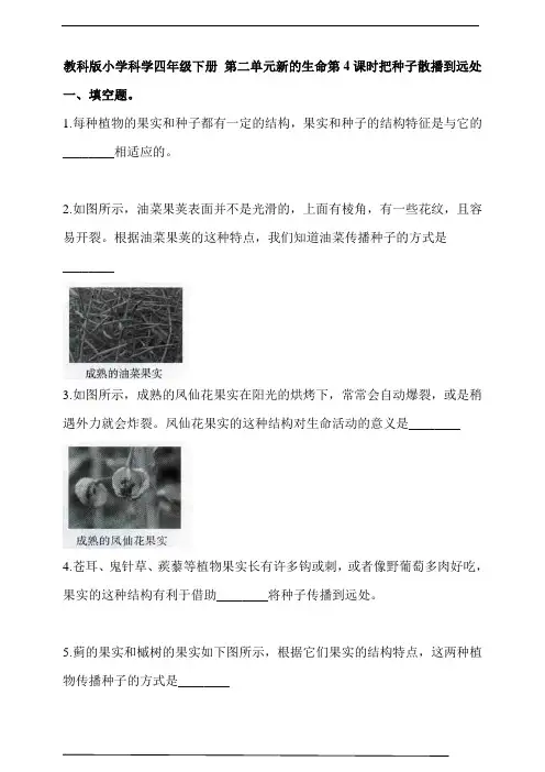 教科版小学科学四年级下册 第二单元新的生命第4课时把种子散播到远处  同步习题(含答案解析)