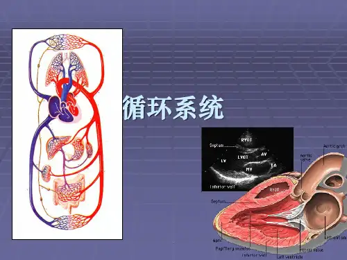 循环系统解剖结构ppt课件