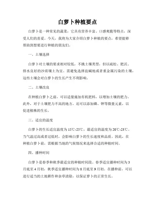 白萝卜种植要点