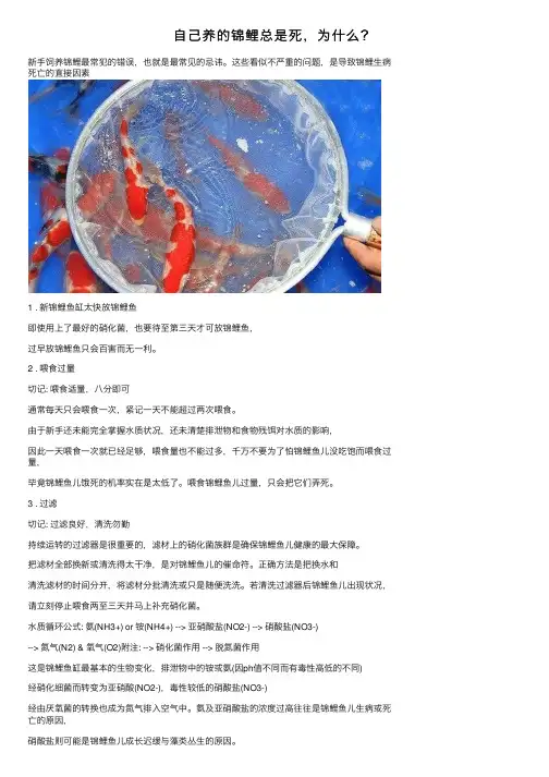 自己养的锦鲤总是死，为什么？