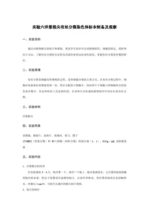 实验六-九--洋葱根尖有丝分裂染色体标本制备及观察
