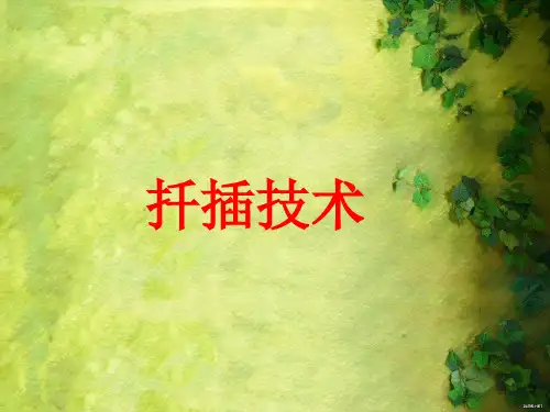 扦插方法