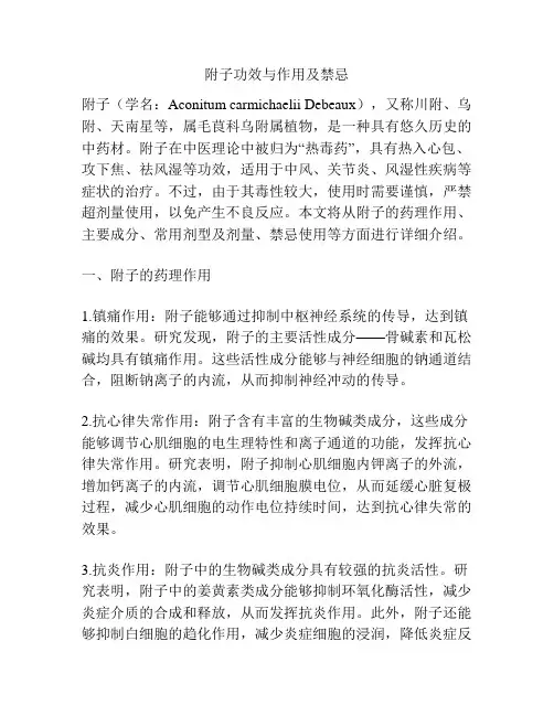 附子功效与作用及禁忌