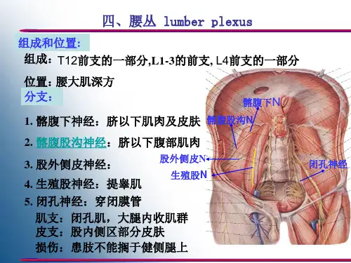 腰丛、骶丛、脑神经(Ⅰ-Ⅵ).ppt