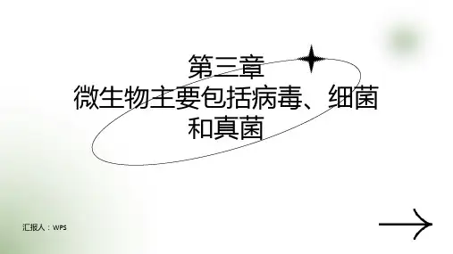 【2024新版本】济教七年级生物上册第二单元第三章第一节病毒是没有细胞结构的生物课件