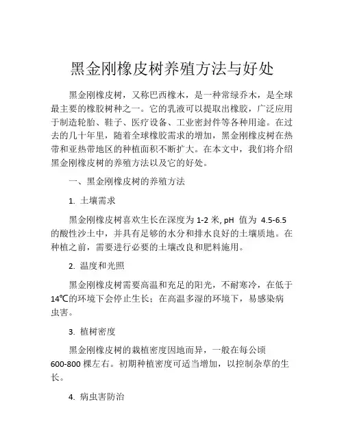 黑金刚橡皮树养殖方法与好处