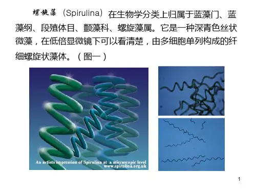 螺旋藻功能介绍概要
