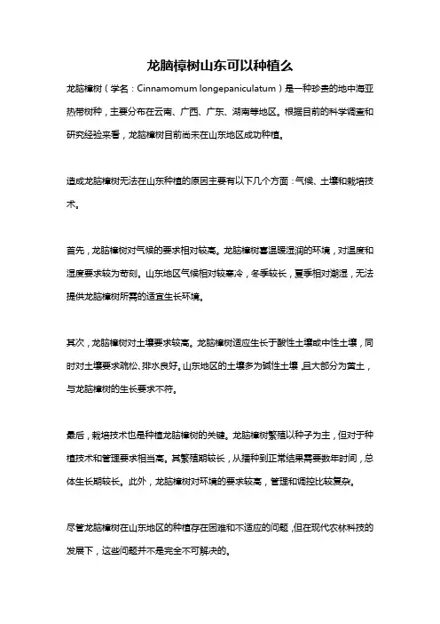 龙脑樟树山东可以种植么