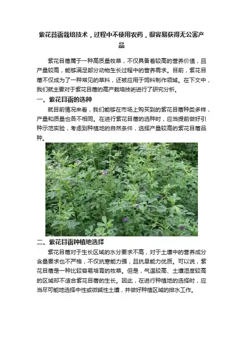 紫花苜蓿栽培技术，过程中不使用农药，很容易获得无公害产品